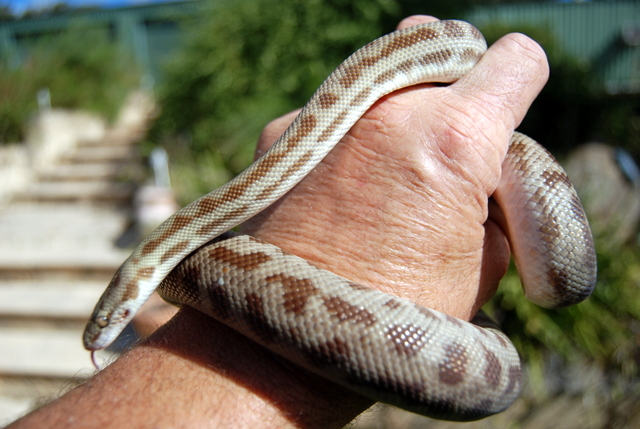 Name:  temp 025.JPG
Views: 53
Size:  182.0 KB